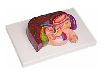 肝、胰、脾、十二指腸、胃模型